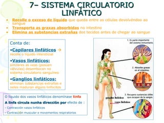 7– SISTEMA CIRCULATORIO7– SISTEMA CIRCULATORIO
LINFÁTICOLINFÁTICO
• Recolle o exceso de líquido que queda entre as células devolvéndoo ao
sangue
• Transporta as graxas absorbidas no intestino
• Elimina as substancias extrañas dos tecidos antes de chegar ao sangue
Conta de:
•Capilares linfáticos 
recolle o líquido intersticial
•Vasos linfáticos:
similares as veas (posúen
válvulas) desembocan no
sistema circulatorio sanguíneo
•Ganglios linfáticos:
eliminan substancias extrañas e
neles maduran algúns linfocitos
O líquido dos vasos linfáticos denomínase linfa
A linfa circula nunha dirección porA linfa circula nunha dirección por efecto de :
- Contracción vasos linfáticos
- Contracción muscular e movementos respiratorios
 