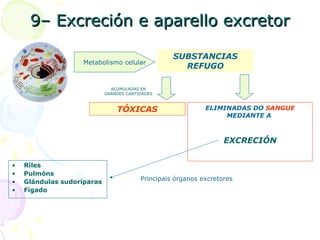 9– Excreción e aparello excretor9– Excreción e aparello excretor
• Riles
• Pulmóns
• Glándulas sudoríparas
• Fígado
SUBSTANCIAS
REFUGO
ELIMINADAS DO SANGUE
MEDIANTE A
EXCRECIÓN
ACUMULADAS EN
GRANDES CANTIDADES
Principais órganos excretores
Metabolismo celular
TÓXICAS
 