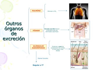OutrosOutros
órganosórganos
dede
excreciónexcreción
Eliminan o CO2
PULMÓNS
Producen a suor de
composición moi similar
á urina opero mais
diluída
Outras funcións
Regular a Tª
GLÁNDULAS
SUDORÍPARAS
FÍGADO
Excreta coa bile tóxicos
e fármacos que son
eliminados coas feces
 