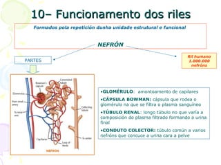 10– Funcionamento dos riles10– Funcionamento dos riles
Formados pola repetición dunha unidade estrutural e funcional
NEFRÓN
•GLOMÉRULO: amontoamento de capilares
•CÁPSULA BOWMAN: cápsula que rodea o
glomérulo na que se filtra o plasma sanguíneo
•TÚBULO RENAL: longo túbulo no que varía a
composición do plasma filtrado formando a urina
final
•CONDUTO COLECTOR: túbulo común a varios
nefróns que concuce a urina cara a pelve
PARTES
Ril humano
1.000.000
nefróns
 