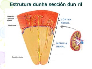 Estrutura dunha sección dun rilEstrutura dunha sección dun ril
 