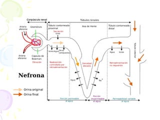 5 circulatorio excretor