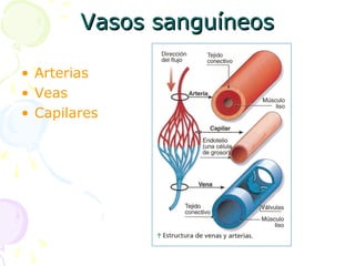 Vasos sanguíneosVasos sanguíneos
• Arterias
• Veas
• Capilares
 