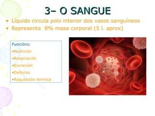 3– O SANGUE3– O SANGUE
• Líquido circula polo interior dos vasos sanguíneos
• Representa 8% masa corporal (5 l. aprox)
Funcións:
•Nutrición
•Respiración
•Excreción
•Defensa
•Regulación térmica
 