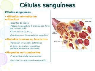 Células sanguíneasCélulas sanguíneas
Células sanguíneas :
• Glóbulos vermellos ou
eritrocitos
•Carentes de núcleo
•Posúen Hemoglobina proteína con ferro
que transporta O2
• Transporta o O2 e CO2
•Constituen o 45% do volume sanguíneo
•Glóbulos brancos ou leucocitos
•Participan en funcións defensivas
•5 tipos: neutrófilos, eosinófilos,
basófilos, linfocitos e monocitos
•Plaquetas ou trombocitos
•Fragmentos celulares sen núcleo
•Participan en procesos de coagulación
 