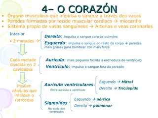4– O CORAZÓN4– O CORAZÓN
• Órgano musculoso que impulsa o sangue a través dos vasos
• Paredes formadas por tecido muscular cardiaco  miocardio
• Sistema propio de vasos sanguíneos  Arterias e veas coronarias
Interior
• 2 metades 
Dereita: impulsa o sangue cara ós pulmóns
Esquerda: impulsa o sangue ao resto do corpo  paredes
mais grosas para bombear con mais forza
Cada metade
dividida en 2
cavidades
Posúen
válvulas que
impiden o
retroceso
Aurícula: mais pequena facilita a enchedura do ventrículo
Ventrículo: impulsa o sangue fora do corazón
Aurículo ventriculares
Sigmoides
Entre aurícula e ventrículo
Na saída dos
ventrículos
Esquerdo  Mitral
Dereito  Tricúspide
Esquerdo  aórtica
Dereito  pulmonar
 