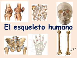 El esqueleto humano

 