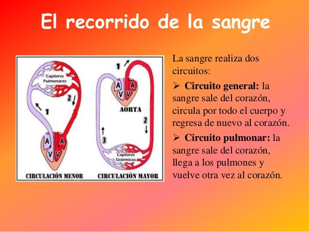 5º CM-04 el aparato circulatorio