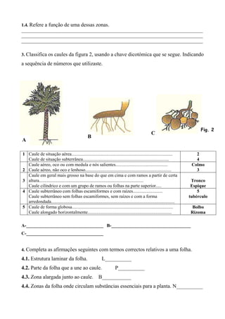 1.4. Refere a função de uma dessas zonas.
________________________________________________________________________________
________________________________________________________________________________
________________________________________________________________________________
3. Classifica os caules da figura 2, usando a chave dicotómica que se segue. Indicando
a sequência de números que utilizaste.
A-__________________________________ B-___________________________________
C-__________________________________
4. Completa as afirmações seguintes com termos correctos relativos a uma folha.
4.1. Estrutura laminar da folha. L__________
4.2. Parte da folha que a une ao caule. P__________
4.3. Zona alargada junto ao caule. B___________
4.4. Zonas da folha onde circulam substâncias essenciais para a planta. N__________
1 Caule de situação aérea.........................................................................................
Caule de situação subterrânea............................................................................
2
4
2
Caule aéreo, oco ou com medula e nós salientes..............................................
Caule aéreo, não oco e lenhoso............................................................................
Colmo
3
3
Caule em geral mais grosso na base do que em cima e com ramos a partir de certa
altura............................................................................................
Caule cilíndrico e com um grupo de ramos ou folhas na parte superior.....
Tronco
Espique
4 Caule subterrâneo com folhas escamiformes e com raízes..........................
Caule subterrâneo sem folhas escamiformes, sem raízes e com a forma
arredondada.............................................................................................................
5
tubérculo
5 Caule de forma globosa.........................................................................................
Caule alongado horizontalmente..........................................................................
Bolbo
Rizoma
Fig. 2
A
B
C
 
