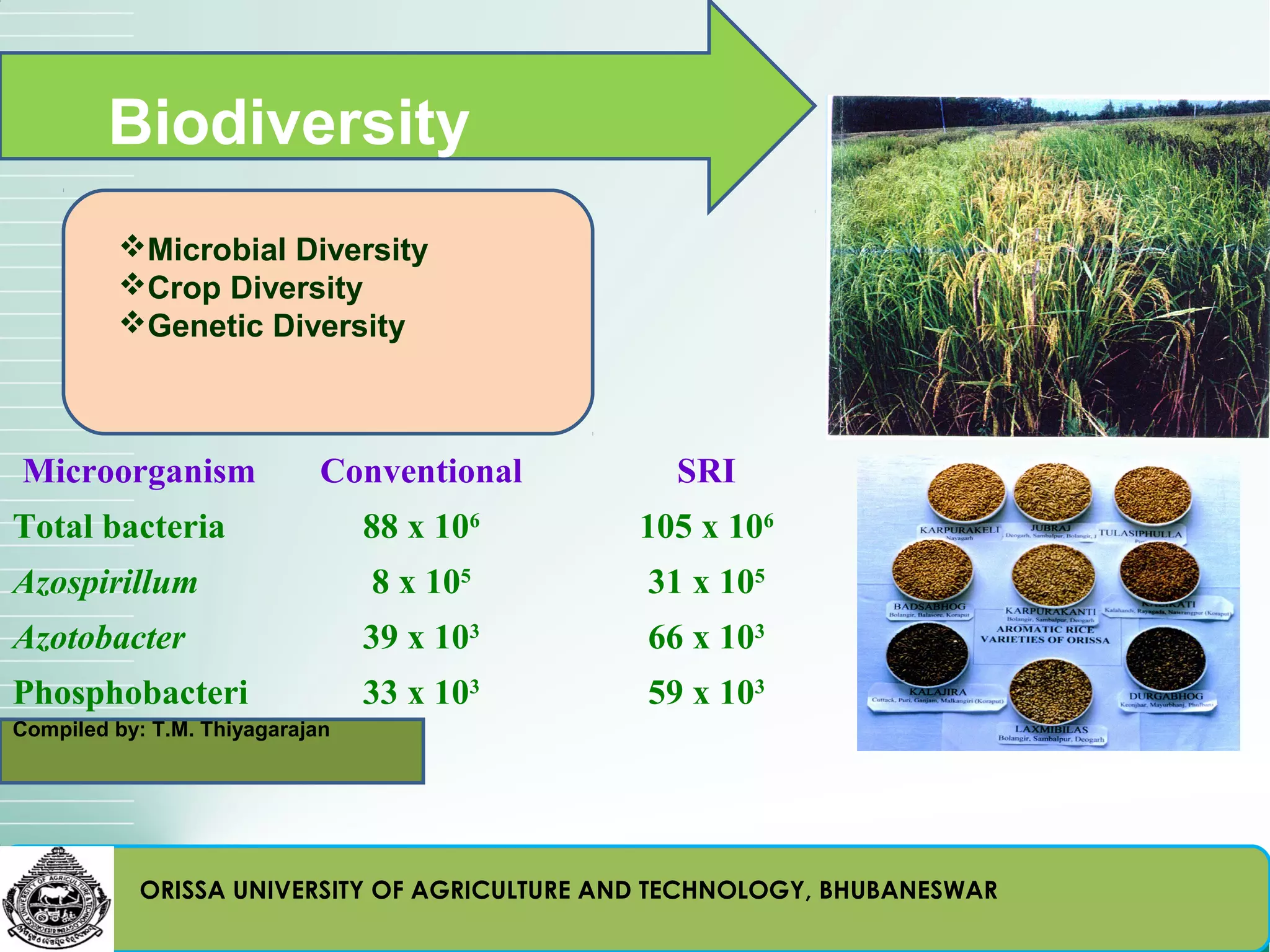 Biodiversity
        Microbial Diversity
        Crop Diversity
        Genetic Diversity



Microorganism            Conventional          SRI
Total bacteria               88 x 106       105 x 106
Azospirillum                 8 x 105         31 x 105
Azotobacter                  39 x 103        66 x 103
Phosphobacteri                 33 x 103      59 x 103
a
Compiled by: T.M. Thiyagarajan




          ORISSA UNIVERSITY OF AGRICULTURE AND TECHNOLOGY, BHUBANESWAR
 