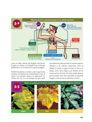 Efectos de los contaminantes en la salud humana 
actualmente se sabe que afecta a muchas especies 
silvestres y de cultivos comerciales como la 
cebolla, la sandía, la papa, el frijol, el maíz y el 
tabaco, entre otros (Figura 5.3). Además de las 
consecuencias directas, el ozono puede generar 
que los árboles sean más vulnerables al ataque de 
hongos e insectos que los debilitan o matan. 
Daños causados por el ozono troposférico en hojas de algunos cultivos 
125 
y esto se debe, además del desgaste natural por 
el agua y el viento, a la llamada lluvia ácida que 
abordamos en el recuadro de la siguiente página. 
También las plantas, animales y otros organismos 
resienten los efectos de contaminantes como el 
ozono. Los primeros efectos se observaron en 
cultivos de uva y en los bosques de pino, pero 
Frijol Uva Papa 
 