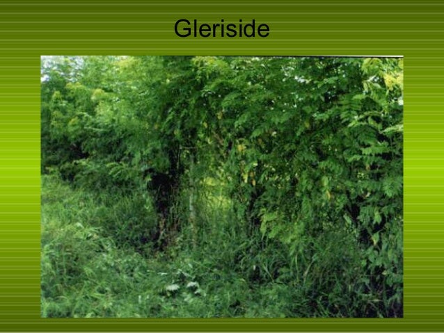 5 cover crop dan penanaman pada kelapa sawit