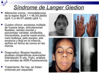 Síndrome de Langer Giedion
 Alteración cromo.: microdeleccion
de la región 8q24.1 = 46,XX,del(8)
(q24.1) o 46,XY,del(8) (q24.1).
 Cuadro clínico: exostosis múltiple
de huesos largo, articulaciones
flexibles, retraso mental y
psicomotor variable, sindactilia,
microcefalia, puente nasal ancho,
nariz bulbosa, pelo escaso, piel
excesiva y floja en la infancia,
epífisis en forma de conos en las
manos.
 Diagnostico: Biopsia hepática,
pruebas citogenéticas avanzadas
(hibridación in situ, Fish), análisis
con sondas de ADN Fluorescencia.
 Tratamiento: No hay, se tratan
síntomas por separado
 