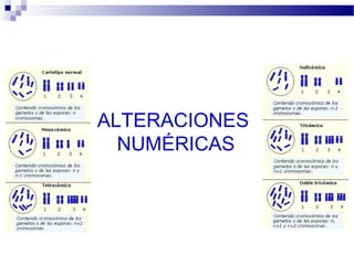 ALTERACIONES
NUMÉRICAS
 