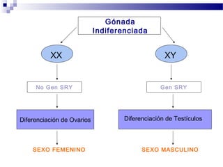 Gónada
Indiferenciada
Diferenciación de Ovarios Diferenciación de Testículos
SEXO FEMENINO SEXO MASCULINO
XX XY
No Gen SRY Gen SRY
 