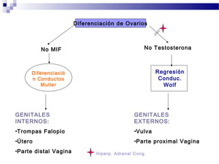 GENITALES
INTERNOS:
•Trompas Falopio
•Útero
•Parte distal Vagina
GENITALES
EXTERNOS:
•Vulva
•Parte proximal Vagina
Diferenciació
n Conductos
Muller
Regresión
Conduc.
Wolf
Diferenciación de Ovarios
No MIF No Testosterona
Hiperp. Adrenal Cong.
 
