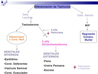 5 alfa
Dihidrotestosterona
GENITALES
INTERNOS:
•Epidídimo
•Cond. Deferentes
•Vesícula Seminal
•Cond. Eyaculador
GENITALES
EXTERNOS:
•Pene
•Uretra Peneana
•Escroto
Feminizació
n Testicular
Diferenciació
n Cond. Wolf
Regresión
Conduc.
Muller
MIFTestosterona
Diferenciación de Testículos
Cels.
Leyding
Cels. Sertoli
5 alfa
Reductasa
 