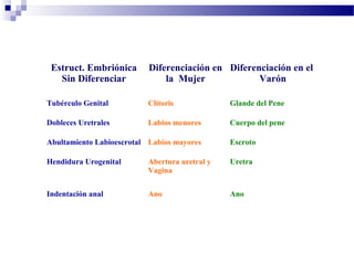 Estruct. Embriónica
Sin Diferenciar
Diferenciación en
la Mujer
Diferenciación en el
Varón
Tubérculo Genital Clítoris Glande del Pene
Dobleces Uretrales Labios menores Cuerpo del pene
Abultamiento Labioescrotal Labios mayores Escroto
Hendidura Urogenital Abertura uretral y
Vagina
Uretra
Indentación anal Ano Ano
 