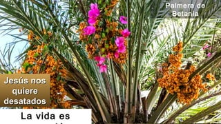 La vida es
Jesús nosJesús nos
quierequiere
desatadosdesatados
Palmera de
Betania
 