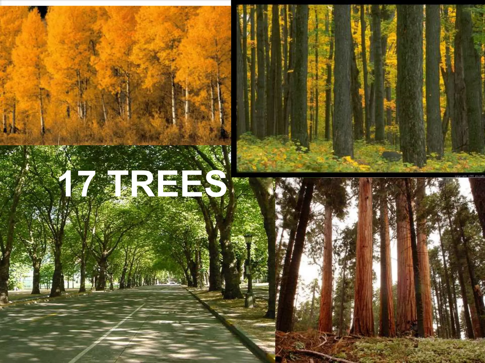 17 TREES
 