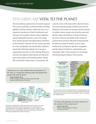 6 | Our Global Estuary
OUR GLOBAL ESTUARY REPORT
“Estuaries act as a water pollution filter for the planet. It’s
the same as a wastewater treatment plant, but people don’t
question the need for those.”
Joseph Needoba, Ph.D.
Assistant Professor, Institute of Environmental Health
Oregon Health & Science University
“In terms of development of sea life, estuaries are
the nurseries of the coastal ocean.”
Jerald S. Ault, Ph.D.
Professor, Marine Biology & Fisheries
University of Miami
Six states and the District of Columbia drain into Chesapeake Bay, and
maps such as this can help researchers study correlations between land
use and stressors. Image courtesy of Doug Wilson, Project Coordinator,
IOCARIBE-GOOS
The extraordinary productivity of estuaries supports
life in and around them, with the benefits extending
globally such that estuaries collectively serve as an
important contributor to Earth’s biodiversity and
economy. For example, estuaries attract migratory
species during their journeys, and so the energy
these animals generate through feeding contributes
to life elsewhere. Estuaries are also nursery grounds
for many ecologically and commercially important
species that ultimately migrate out to sea, thus
supporting marine life as well as fishing. Moreover,
estuaries and adjacent tidal marshes are important
parts of the planet’s self-cleaning systems. Nearly
90% of the Earth’s land surface is connected to the
ocean by rivers, with much of the water that drains
from land passing through wetlands and estuaries.
Mangroves and oysters are among numerous species
in healthy estuary systems that clean the water and
thereby reduce the influence of land activities on
the ocean. However, the ability of the systems to
perform these functions efficiently is being limited
by stressors caused by humans, such as water
withdrawals, hydropower operation, navigation,
and the release of fertilizers, contaminants, and
municipal wastes. These pressures are increasing
and threatening the balance of the systems.
ESTUARIES ARE VITAL TO THE PLANET
Tracking and modeling the complex movement of water among river, ocean,
lateral bay, and estuarine portions of the system is an important part of
understanding how water quality is affected by the estuary. Graphic courtesy
of the NSF Science & Technology Center for Coastal Margin Observation &
Prediction and adapted from www.stccmop.org
 