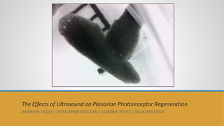 The Effects of Ultrasound on Planarian Photoreceptor Regeneration
ANDREW TAGLE | ROSE-ANNE NICOLAS | JASMINE REYES | BEZA NEGUSSIE
 