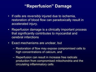 “Reperfusion” Damage
• If cells are reversibly injured due to ischemia,
restoration of blood flow can paradoxically result in
accelerated injury.
• Reperfusion damage is a clinically important process
that significantly contributes to myocardial and
cerebral infarctions
• Exact mechanisms are unclear, but
– Restoration of flow may expose compromised cells to
high concentrations of calcium, and
– Reperfusion can result in increase free radicals
production from compromised mitochondria and the
circulating inflammatory cells
 