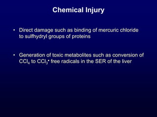 Chemical Injury
• Direct damage such as binding of mercuric chloride
to sulfhydryl groups of proteins
• Generation of toxic metabolites such as conversion of
CCl4 to CCl3
• free radicals in the SER of the liver
 