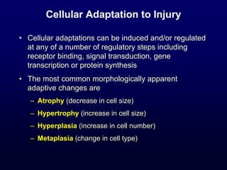 Cellular Adaptation to Injury
• Cellular adaptations can be induced and/or regulated
at any of a number of regulatory steps including
receptor binding, signal transduction, gene
transcription or protein synthesis
• The most common morphologically apparent
adaptive changes are
– Atrophy (decrease in cell size)
– Hypertrophy (increase in cell size)
– Hyperplasia (increase in cell number)
– Metaplasia (change in cell type)
 