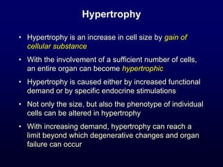 Hypertrophy
• Hypertrophy is an increase in cell size by gain of
cellular substance
• With the involvement of a sufficient number of cells,
an entire organ can become hypertrophic
• Hypertrophy is caused either by increased functional
demand or by specific endocrine stimulations
• Not only the size, but also the phenotype of individual
cells can be altered in hypertrophy
• With increasing demand, hypertrophy can reach a
limit beyond which degenerative changes and organ
failure can occur
 