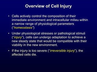 Overview of Cell Injury
• Cells actively control the composition of their
immediate environment and intracellular milieu within
a narrow range of physiological parameters
(“homeostasis”)
• Under physiological stresses or pathological stimuli
(“injury”), cells can undergo adaptation to achieve a
new steady state that would be compatible with their
viability in the new environment.
• If the injury is too severe (“irreversible injury”), the
affected cells die.
 