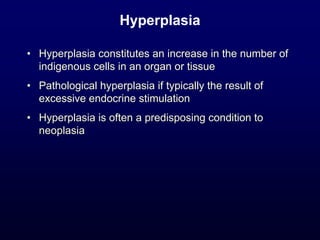 Hyperplasia
• Hyperplasia constitutes an increase in the number of
indigenous cells in an organ or tissue
• Pathological hyperplasia if typically the result of
excessive endocrine stimulation
• Hyperplasia is often a predisposing condition to
neoplasia
 