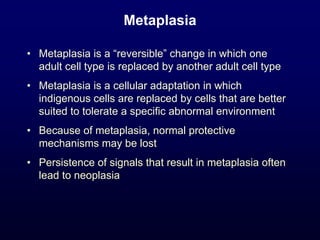 Metaplasia
• Metaplasia is a “reversible” change in which one
adult cell type is replaced by another adult cell type
• Metaplasia is a cellular adaptation in which
indigenous cells are replaced by cells that are better
suited to tolerate a specific abnormal environment
• Because of metaplasia, normal protective
mechanisms may be lost
• Persistence of signals that result in metaplasia often
lead to neoplasia
 