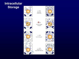 Intracellular
Storage
 