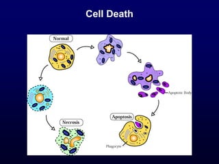 Cell Death
 