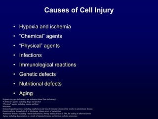 Causes of Cell Injury
• Hypoxia and ischemia
• “Chemical” agents
• “Physical” agents
• Infections
• Immunological reactions
• Genetic defects
• Nutritional defects
• Aging
Hypoxia (oxygen deficiency) and ischemia (blood flow deficiency)
“Chemical” agents: including drugs and alcohol
“Physical” agents: including trauma and heat
Infections
Immunological reactions: including anaphylaxis and loss of immune tolerance that results in autoimmune disease
Genetic defects: hemoglobin S in SS disease, inborn errors of metabolism
Nutritional defects: including vitamin deficiencies, obesity leading to type II DM, fat leading to atherosclerosis
Aging: including degeneration as a result of repeated trauma, and intrinsic cellular senescence
 