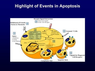 Highlight of Events in Apoptosis
 