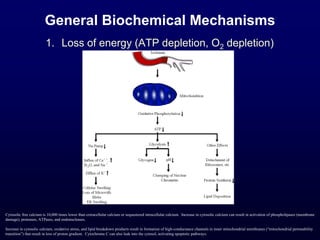General Biochemical Mechanisms
1. Loss of energy (ATP depletion, O2 depletion)
Cytosolic free calcium is 10,000 times lower than extracellular calcium or sequestered intracellular calcium. Increase in cytosolic calcium can result in activation of phospholipases (membrane
damage), proteases, ATPases, and endonucleases.
Increase in cytosolic calcium, oxidative stress, and lipid breakdown products result in formation of high-conductance channels in inner mitochondrial membranes (“mitochondrial permeability
transition”) that result in loss of proton gradient. Cytochrome C can also leak into the cytosol, activating apoptotic pathways.
 