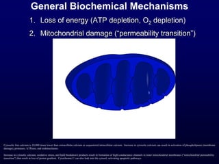 General Biochemical Mechanisms
1. Loss of energy (ATP depletion, O2 depletion)
2. Mitochondrial damage (“permeability transition”)
Cytosolic free calcium is 10,000 times lower than extracellular calcium or sequestered intracellular calcium. Increase in cytosolic calcium can result in activation of phospholipases (membrane
damage), proteases, ATPases, and endonucleases.
Increase in cytosolic calcium, oxidative stress, and lipid breakdown products result in formation of high-conductance channels in inner mitochondrial membranes (“mitochondrial permeability
transition”) that result in loss of proton gradient. Cytochrome C can also leak into the cytosol, activating apoptotic pathways.
 