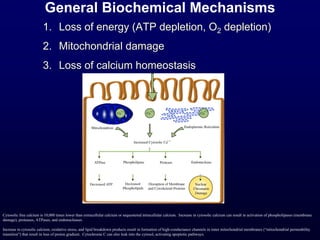 General Biochemical Mechanisms
1. Loss of energy (ATP depletion, O2 depletion)
2. Mitochondrial damage
3. Loss of calcium homeostasis
Cytosolic free calcium is 10,000 times lower than extracellular calcium or sequestered intracellular calcium. Increase in cytosolic calcium can result in activation of phospholipases (membrane
damage), proteases, ATPases, and endonucleases.
Increase in cytosolic calcium, oxidative stress, and lipid breakdown products result in formation of high-conductance channels in inner mitochondrial membranes (“mitochondrial permeability
transition”) that result in loss of proton gradient. Cytochrome C can also leak into the cytosol, activating apoptotic pathways.
 