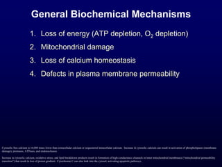 General Biochemical Mechanisms
1. Loss of energy (ATP depletion, O2 depletion)
2. Mitochondrial damage
3. Loss of calcium homeostasis
4. Defects in plasma membrane permeability
Cytosolic free calcium is 10,000 times lower than extracellular calcium or sequestered intracellular calcium. Increase in cytosolic calcium can result in activation of phospholipases (membrane
damage), proteases, ATPases, and endonucleases.
Increase in cytosolic calcium, oxidative stress, and lipid breakdown products result in formation of high-conductance channels in inner mitochondrial membranes (“mitochondrial permeability
transition”) that result in loss of proton gradient. Cytochrome C can also leak into the cytosol, activating apoptotic pathways.
 