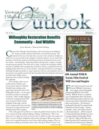 Vol. 11 No. 1	 Spring 2015
Continued on page 3
Willoughby Restoration Benefits
Community – And Wildlife
by Lee Sherman / Photos by Derek Poultney
C
onservation Manager Derek Poultney and I were between the Highway
101 overpass and the railroad trestle when we heard the footsteps. We
returned to the area a few days after our most recent volunteer workday to
make sure no one returned to the campsite we had just cleared. As we stood in the
clearing, we heard the sounds of something moving in the brush between us and
the estuary - something big. Expecting another meeting with a camper, we began
announcing our presence, but there was no reply. Instead, the sound grew louder
and closer. Suddenly there emerged three mule deer, led by a young buck with tiny
budding antlers about the size of my thumbs. Stunned and elated, we each began
fumbling through our pockets to snap a quick pic with our camera phones, but our
movements were quickly noticed and they bounded off north along the trail toward
the Main Street Bridge, where
pedestrians have reported multiple
deer sightings.
A few months earlier on our
weekly patrols, Poultney and
Conservation Assistant, Dashiell
Dunkell, kept waking up the
same bobcat along the trails of the
Willoughby Preserve. At one point,
the bobcat actually sat and posed
for Derek. Other notable sightings
include the endangered least Bell’s
vireo, Swainson’s hawk, belted
kingfisher, king snake, and the
return of egrets and herons now that
the preserve is being restored and is
unburdened by illicit camping.
“One of the goals of our efforts is to make the public feel safe and use the trails
we’ve created, for bird watching, hiking or biking,” said Poultney. “We’ve seen
about seven or eight deer down in the river that we didn’t see when the camps were
there. I’ve seen a bobcat, kingfishers, blue herons and egrets. When we go down
there, we’re on guard because you never know what’s going to happen. Once we
heard some rustling in the bushes and we said, ‘Oh, great. Who’s in there?’ and
The bobcat (Lynxrufus)is a North American mammal of the cat family.
The bobcat is an adaptable predator that inhabits wooded areas, as well
as semidesert, urban edge, forest edges, and swampland environments.
It is about twice as large as the domestic cat. Seen here in ourWilloughby
Preserve.
6th Annual Wild &
Scenic Film Festival
Will Awe and Inspire
F
or the sixth consecutive year, the
Ventura Hillsides Conservancy
won a grant to host the popular
and growing Wild & Scenic Film
Festival. Wild & Scenic is a national
tour of independent short and feature
films celebrating outdoor adventure and
human interactions with Earth’s natural
places and creatures. The Festival is
produced by Nevada City-based South
Yuba River Citizens League. Twenty-
one films - from a two minute short to
a 26-minute feature - will be screened
at Ventura’s Poinsettia Pavilion over two
evenings: Friday and Saturday, March
13th
and 14th
. Most of the films were
drawn from the 2015 national tour and
selected by the Conservancy’s volunteer
Continued on pages 4 -5
 