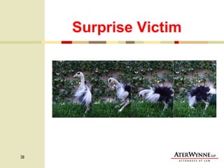 Surprise Victim 