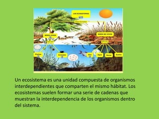 Un ecosistema es una unidad compuesta de organismos
interdependientes que comparten el mismo hábitat. Los
ecosistemas suelen formar una serie de cadenas que
muestran la interdependencia de los organismos dentro
del sistema.
 