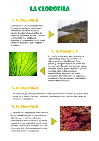 La clorofila
 1. La Clorofila A
La clorofila a es un buen indicador de la
biomasa de organismos fotosintéticos
presentes en los medios acuáticos,
además de indicar el estado trófico del
medio que se pretende estudiar. También
es el indicador más usado para
determinar la biomasa algal ya que integra
a todos los organismos que componen el
fitoplancton.


                                                       2. La Clorofila B
                                                   La clorofila b caracteriza a los plastos de las
                                                   algas verdes y de sus descendientes las
                                                   plantas terrestres (reino Plantae). Esos
                                                   plastos, y los organismos que los portan, son
                                                   de color verde. También se encuentran plastos
                                                   verdes en algunos grupos de protistas que han
                                                   asimilado algas verdes unicelulares
                                                   endosimbiontes adquiriendo así plastos
                                                   secundarios. Podemos citar a las euglenas, a
                                                   los cloraracniófitos y a algunos dinoflagelados,
                                                   como Gymnodinium viride.



 3. La Clorofila C
   Las clorofilas c1 y c2 son características de un extenso y diverso clado de protistas que coincide más o
   menos con el superfilo Chromista y que incluye grupos tan importantes como las algas pardas, las
   diatomeas o los haptófitos.



 4. La Clorofila D
La clorofila d sólo se ha conocido durante decenios
por una observación aislada y no repetida en un
alga roja. Luego se ha encontrado en una
cianobacteria (Acaryochloris marina), que parece
especialmente apta para explotar luz roja cuando
crece bajo ciertas ascidias. No debe en todo caso
interpretarse de la tabla que su presencia es una
característica común de las algas rojas.
 