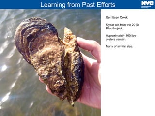 Learning from Past Efforts
3
Gerrittsen Creek
5-year old from the 2010
Pilot Project.
Approximately 100 live
oysters remain.
Many of similar size.
 