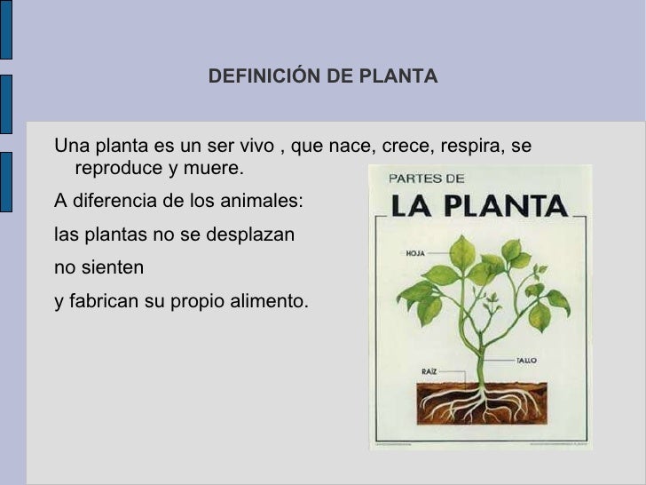 DEFINICIÓN DE PLANTA <ul>Una planta es un ser vivo , que nace, crece, respira, se reproduce y muere. A diferencia de los a...