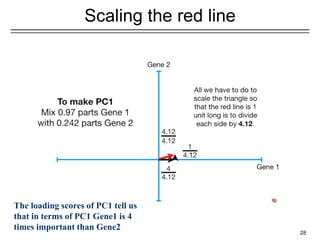 Scaling the red line
28
The loading scores of PC1 tell us
that in terms of PC1 Gene1 is 4
times important than Gene2
 