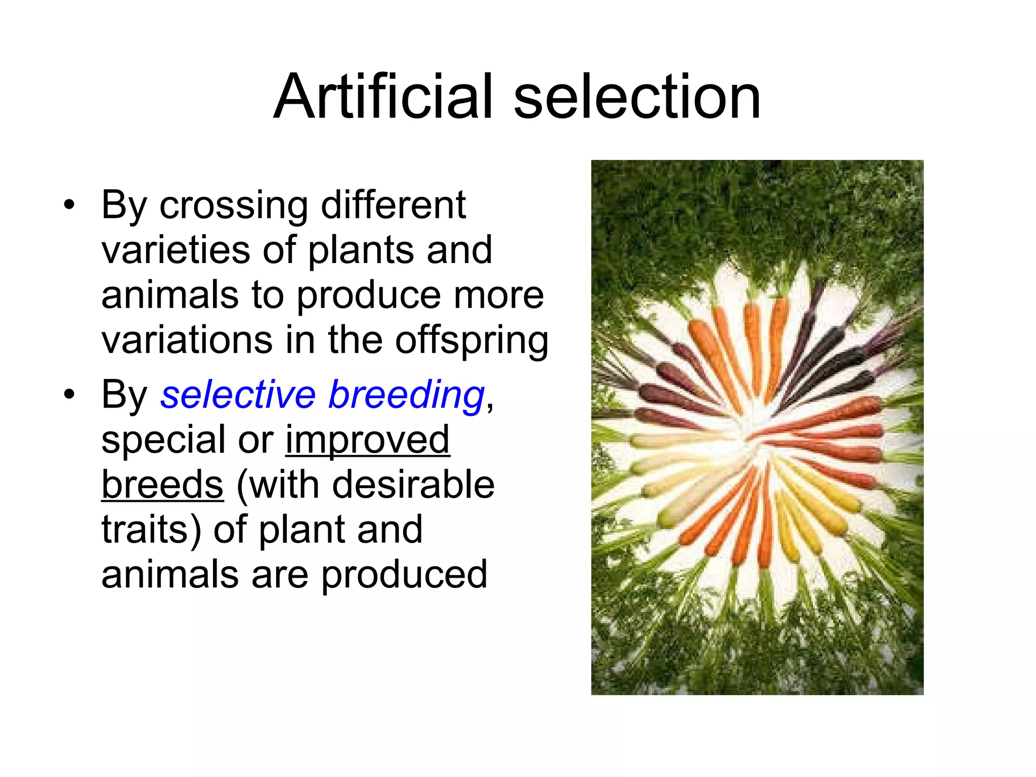 Artificial selection By crossing different varieties of plants and animals to produce more variations in the offspring By  selective breeding , special or  improved breeds  (with desirable traits) of plant and animals are produced 