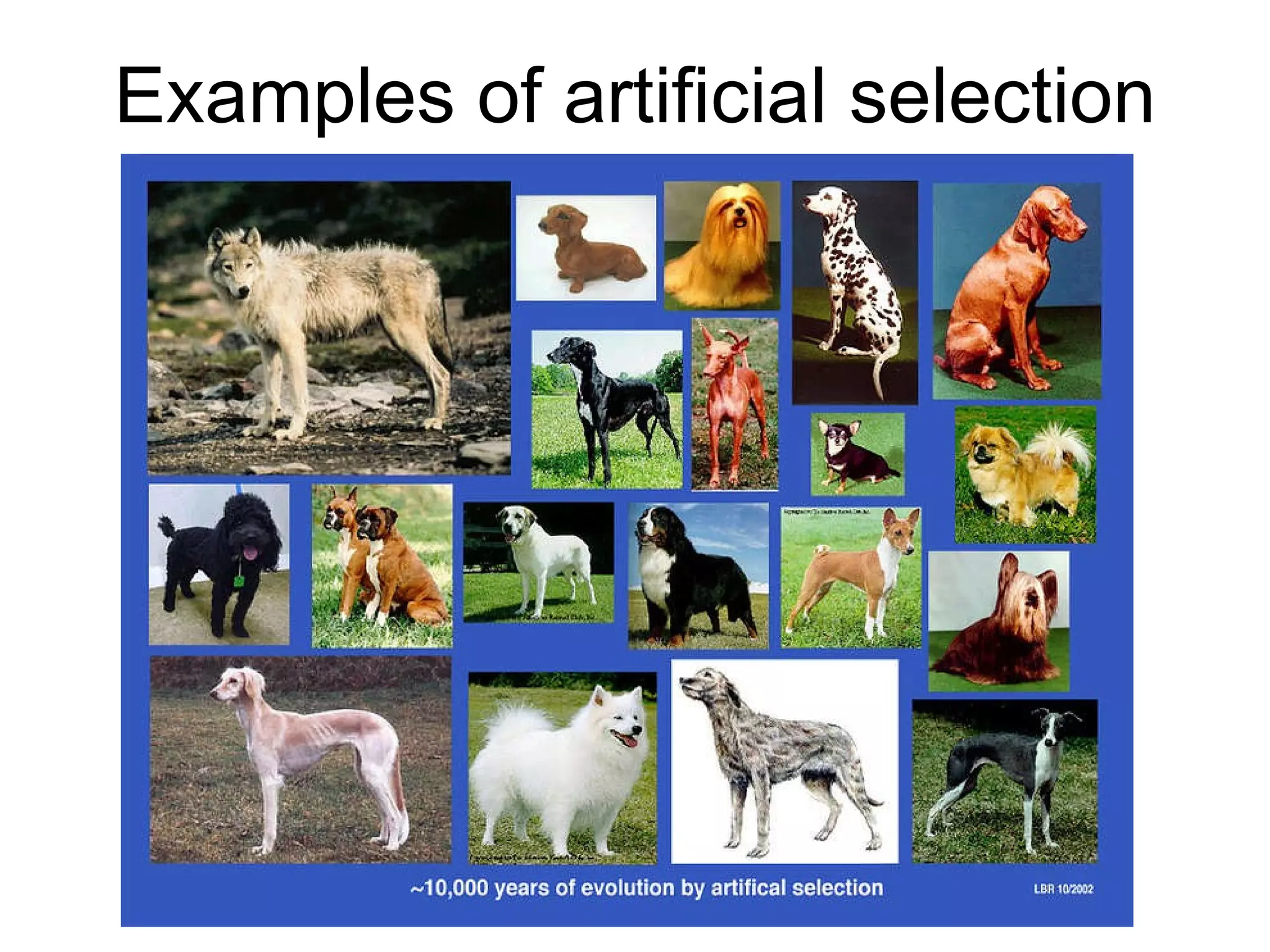 Examples of artificial selection 